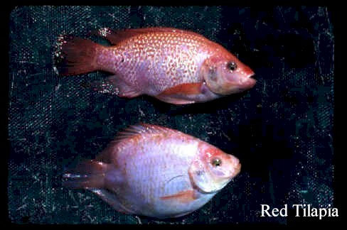 Red Tilapia